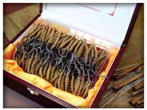 饶河冬虫夏草回收